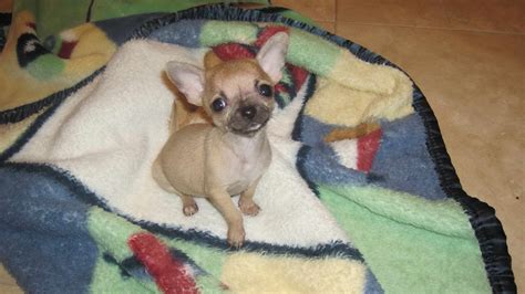 He came out with silver skin and brown fur. . Free chihuahuas on craigslist